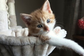 九游娱乐APP-PSG强大实力，海湾者能否逆袭？，海湾官方网站