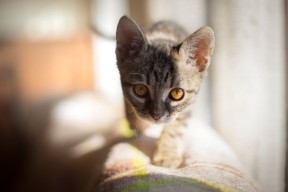 九游体育网站入口-亚洲杯中国足球战败 球迷提出改革建议，亚洲杯国足分析