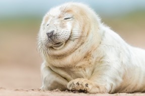 九游体育官网首页-LPL海外粉丝群体不断扩大中文解说走向世界，英雄联盟国外解说视频