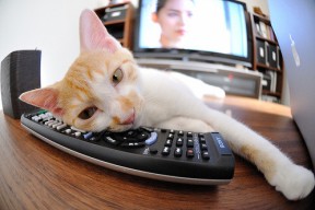 九游官网下载app下载-字母哥反击一条龙完成暴扣雄鹿稳住节奏，字母哥伤退雄鹿加时险胜热火