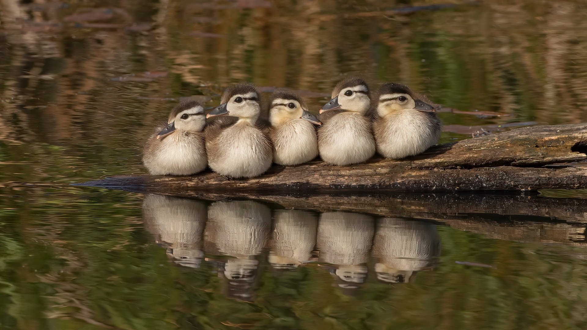 中国足球青训人才培养短板,中国的足球青训体系