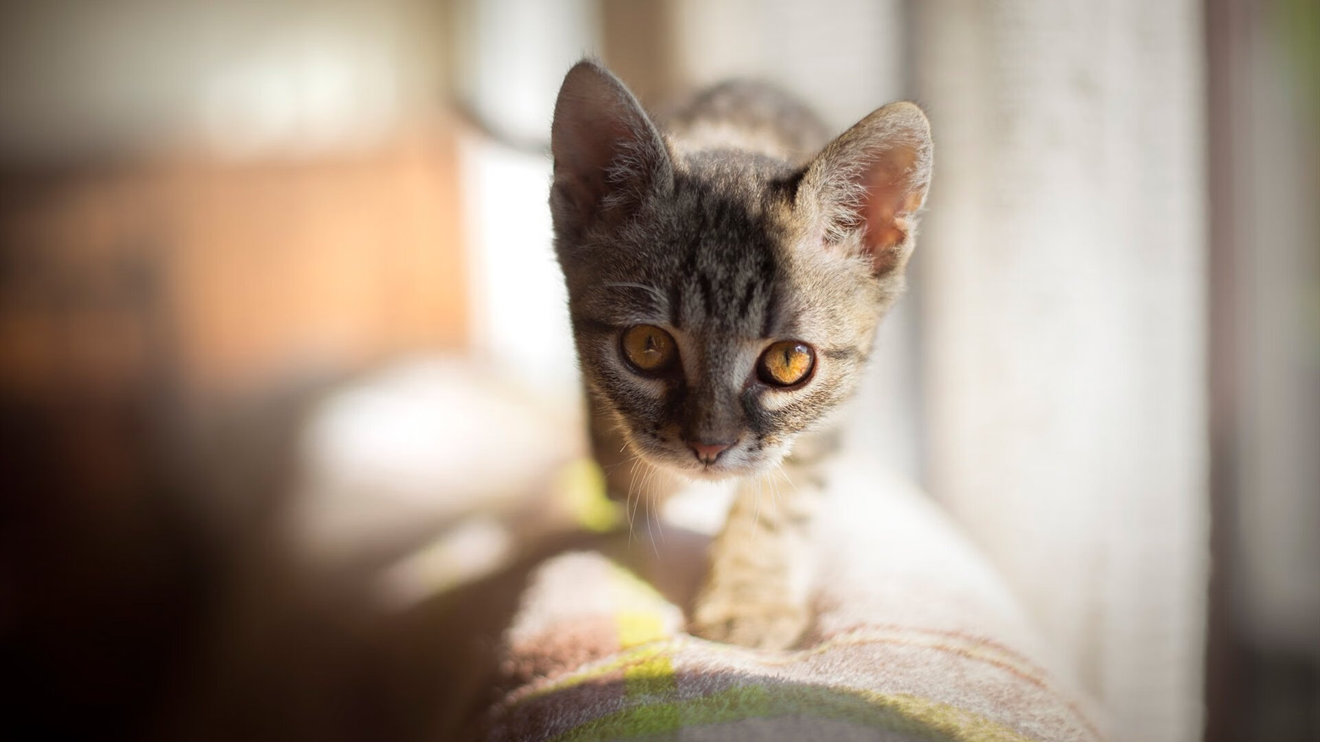 亚洲杯中国足球战败 球迷提出改革建议,亚洲杯国足分析