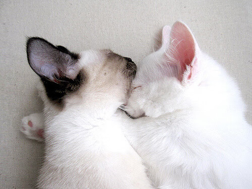 俱乐部世界杯夺冠,切尔西迈入新辉煌时代,切尔西世俱杯2021